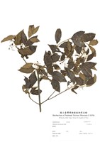 藏品(呂宋莢蒾)的圖片